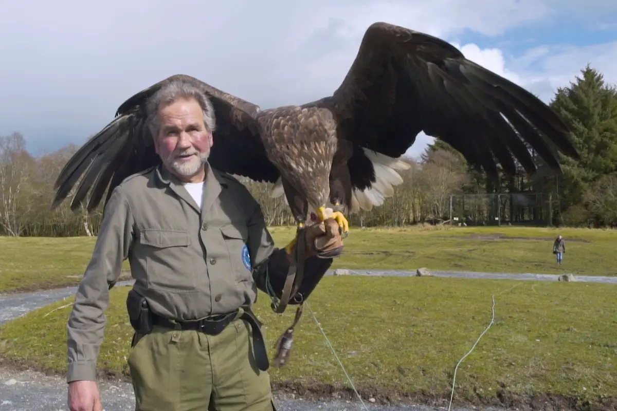 Promotional and corporate video production in Ireland for a tourist attraction featuring a wildlife handler and eagle